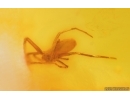 Spider Araneae and More. Fossil inclusions Baltic amber #15271