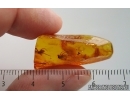 Spider Araneae and More. Fossil inclusions Baltic amber #15271