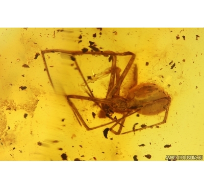 Nice Spider Araneae. Fossil inclusion in Baltic amber #15272