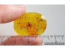Nice Spider Araneae. Fossil inclusion in Baltic amber #15272