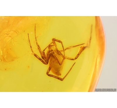 Nice Spider Araneae. Fossil inclusion in Baltic amber #15273