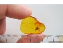 Nice Spider Araneae. Fossil inclusion in Baltic amber #15273