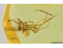 Nice Spider Araneae. Fossil inclusion in Baltic amber #15275