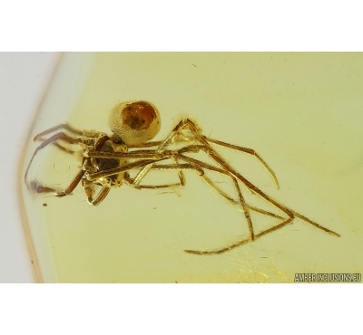 Nice Spider Araneae. Fossil inclusion in Baltic amber #15275