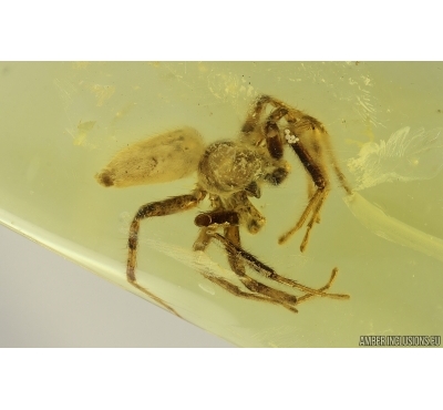 Big Spider Araneae. Fossil inclusion in Baltic amber #15276
