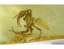 Big Spider Araneae. Fossil inclusion in Baltic amber #15276