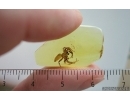 Big Spider Araneae. Fossil inclusion in Baltic amber #15276