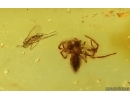 Spider Araneae and Dark-Winged fungus gnat Sciaridae. Fossil inclusions Baltic amber #15277