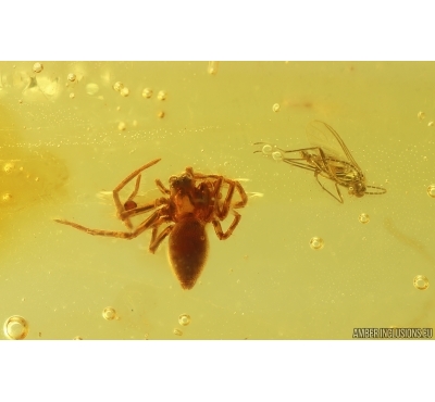 Spider Araneae and Dark-Winged fungus gnat Sciaridae. Fossil inclusions Baltic amber #15277