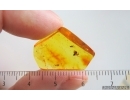 Spider Araneae and Dark-Winged fungus gnat Sciaridae. Fossil inclusions Baltic amber #15277