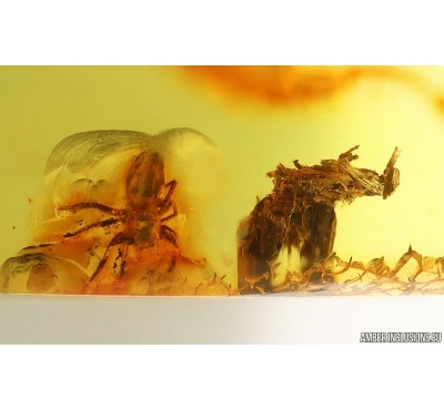 Jumping Spider Salticidae and Plant Fragment. Fossil inclusions in Baltic amber #15278