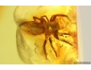 Jumping Spider Salticidae and Plant Fragment. Fossil inclusions in Baltic amber #15278