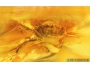 Jumping Spider Salticidae and Plant Fragment. Fossil inclusions in Baltic amber #15278