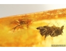 Jumping Spider Salticidae and Plant Fragment. Fossil inclusions in Baltic amber #15278