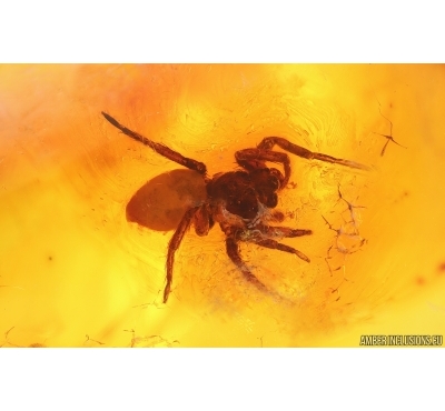 Nice Jumping Spider Salticidae. Fossil inclusion in Baltic amber #15279