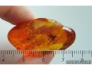 Nice Jumping Spider Salticidae. Fossil inclusion in Baltic amber #15279
