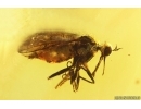 Nice Dance fly Empidoidea. Fossil inclusion in Baltic amber #15280