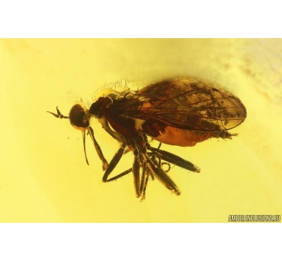 Nice Dance fly Empidoidea. Fossil inclusion in Baltic amber #15280
