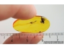 Nice Dance fly Empidoidea. Fossil inclusion in Baltic amber #15280