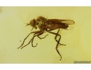Dance Fly Empididae and More. Fossil inclusiosn Baltic amber #15282