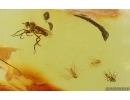 Dance Fly Empididae and More. Fossil inclusiosn Baltic amber #15282