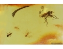 Dance Fly Empididae and More. Fossil inclusiosn Baltic amber #15282