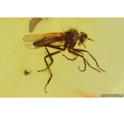 Dance Fly Empididae and More. Fossil inclusiosn Baltic amber #15282