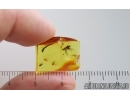 Dance Fly Empididae and More. Fossil inclusiosn Baltic amber #15282