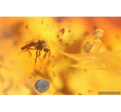 True midge Chironomidae and More. Fossil inclusions Baltic amber #15283