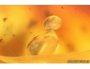 True midge Chironomidae and More. Fossil inclusions Baltic amber #15283