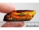 True midge Chironomidae and More. Fossil inclusions Baltic amber #15283
