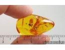 Nice Long-legged fly Dolichopodidae. Fossil Inclusion Baltic amber #15284