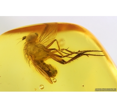 Big Long-legged fly Dolichopodidae. Fossil Inclusion Baltic amber #15285