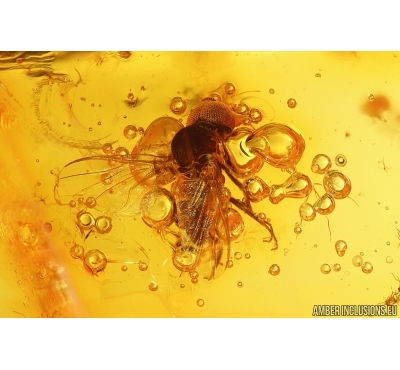 Nice Black fly Simuliidae. Fossil insect in Baltic amber #15286