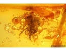 Nice Black fly Simuliidae. Fossil insect in Baltic amber #15286