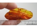 Nice Black fly Simuliidae. Fossil insect in Baltic amber #15286