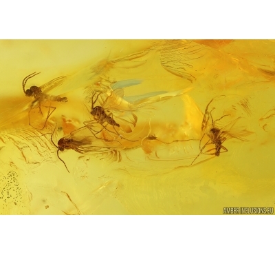 Swarm of Dark-Winged fungus gnats Sciaridae. Fossil inclusions Baltic amber #15287