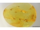 Swarm of Dark-Winged fungus gnats Sciaridae. Fossil inclusions Baltic amber #15287