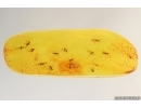 Swarm of Dark-Winged fungus gnats Sciaridae. Fossil inclusions Baltic amber #15288
