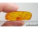 Swarm of Dark-Winged fungus gnats Sciaridae. Fossil inclusions Baltic amber #15288