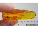Crane fly Limoniidae. Fossil insect in Baltic amber #15289
