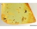 Nice Diptera Larva and More. Fossil insects in Baltic amber #15290