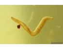 Nice Diptera Larva and More. Fossil insects in Baltic amber #15290