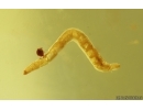 Nice Diptera Larva and More. Fossil insects in Baltic amber #15290