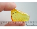 Nice Diptera Larva and More. Fossil insects in Baltic amber #15290