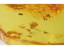 Spider Araneae and More. Fossil inclusions Baltic amber #15292