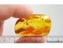 Spider Araneae and More. Fossil inclusions Baltic amber #15292