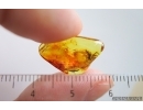 Spider Araneae. Fossil inclusion in Baltic amber #15293