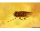 Nice Caddisfly Trichoptera. Fossil insect in Ukrainian Rovno amber #15294R