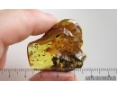 Nice Caddisfly Trichoptera. Fossil insect in Ukrainian Rovno amber #15294R